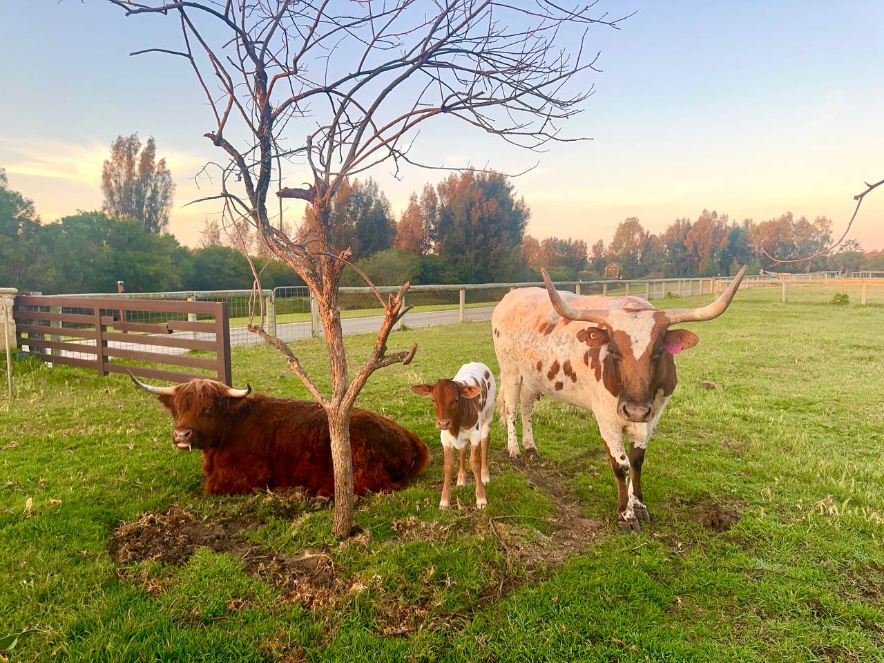 Cattle under tree at dusk