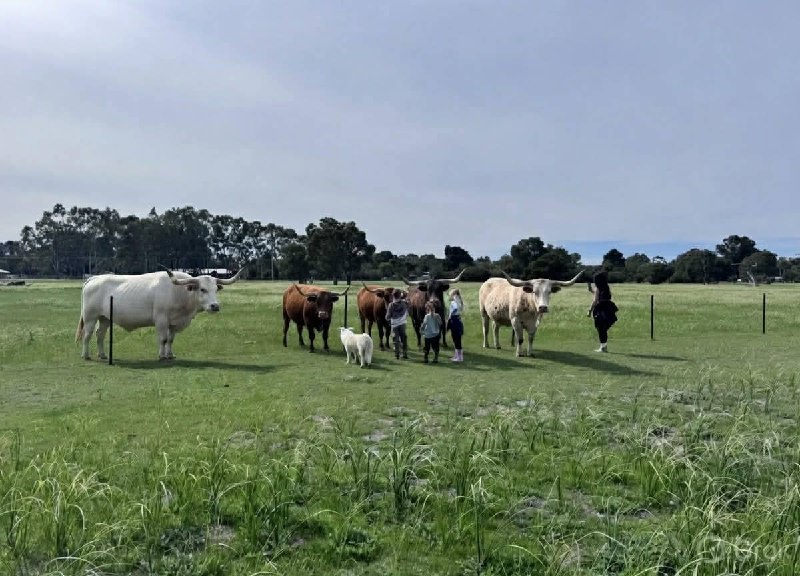 Family among the longhorns