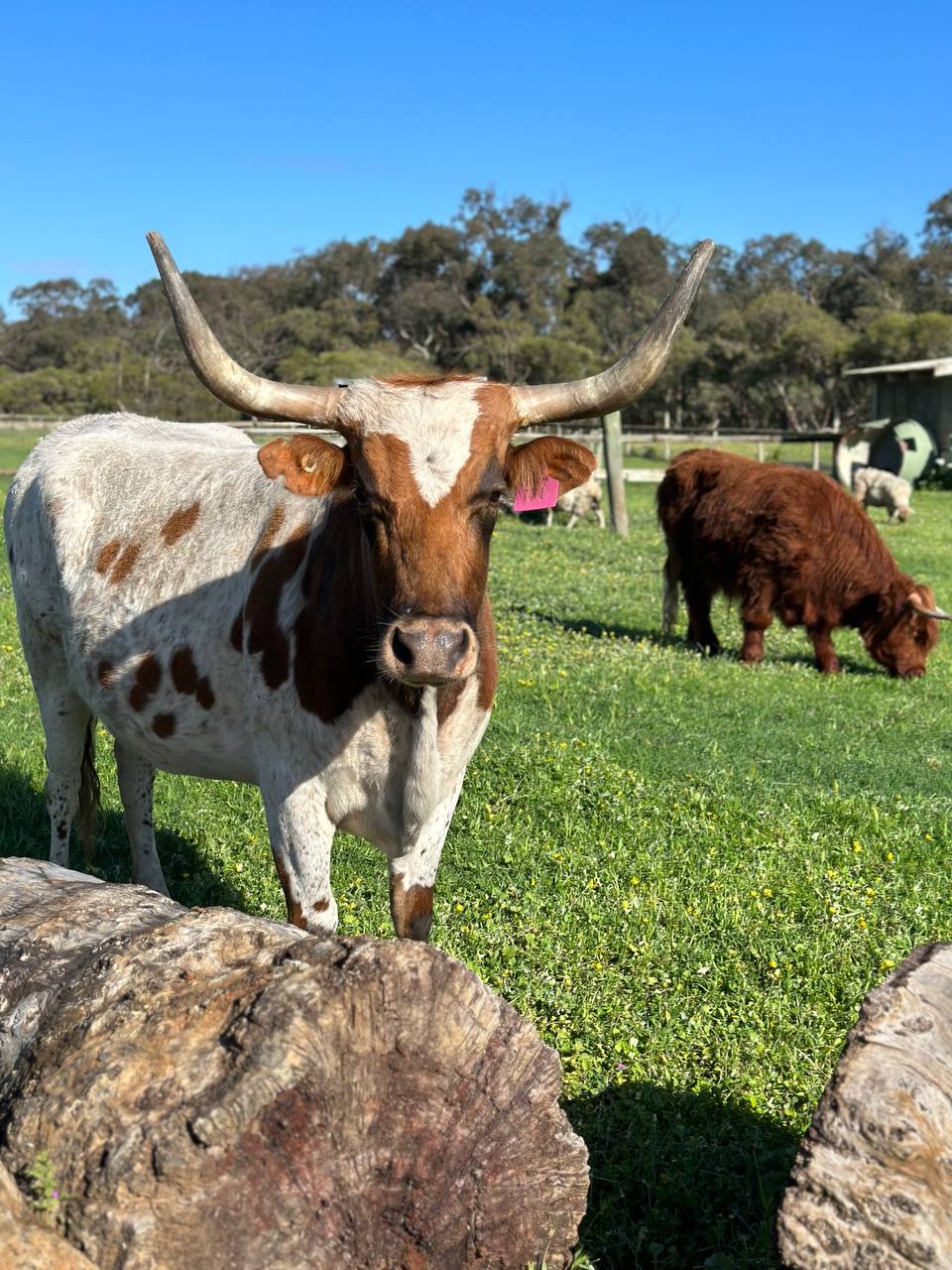Texas Longhorn close up