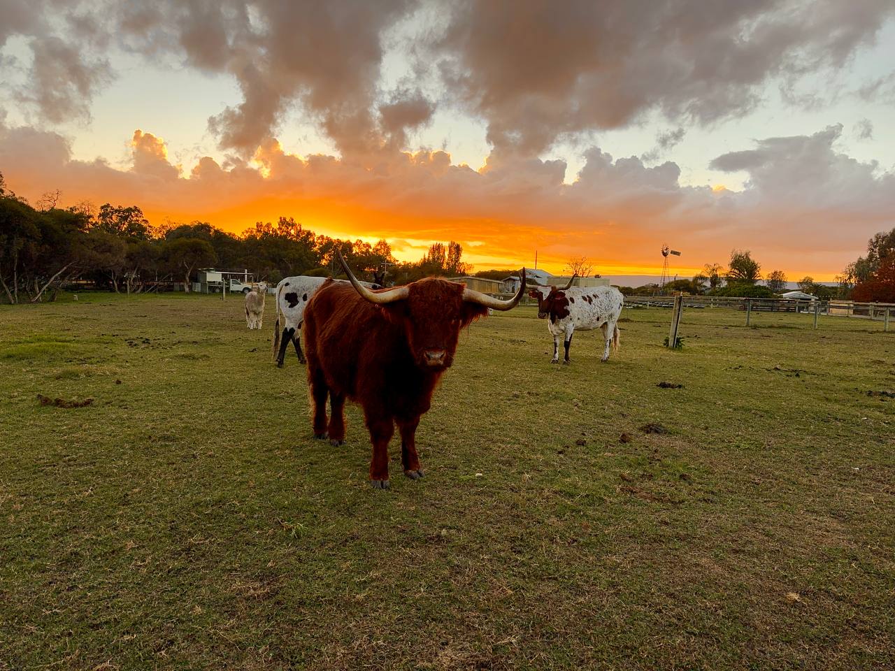 Herd at golden hour